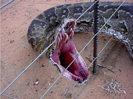 Piton fareyi 132 saatte öğüttü - Resim: 2