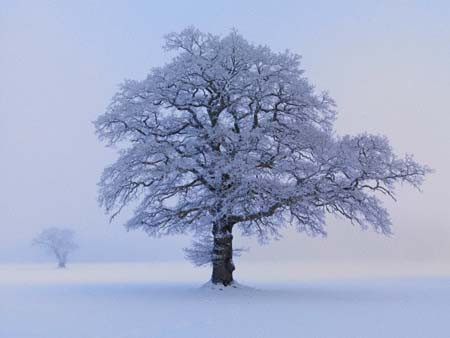 Kıyamette zararlı çıkmamak için hazır olun! - Resim: 1