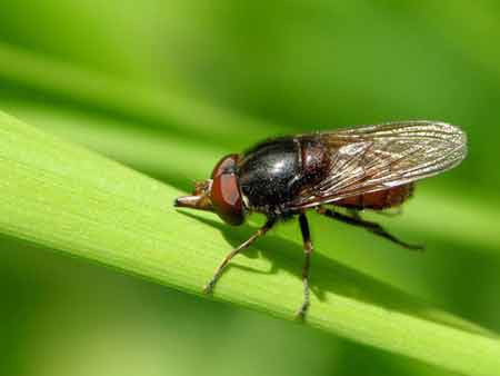 Hayvanların ilginç dünyası - Resim: 2