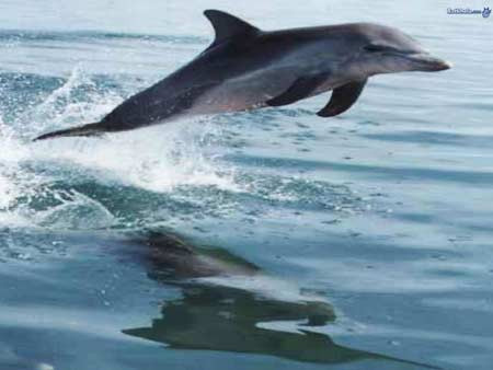 Hayvanların ilginç dünyası - Resim: 4