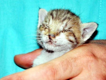 Yavru kedilerin gözlerini yapıştırdılar - Resim: 2