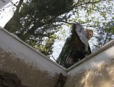 Kurtlar Vadisi'nde hesap haftası - Resim: 2