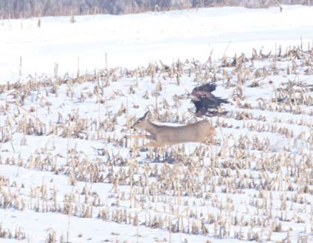 Kartal avını gözüne kestirdi ve... - Resim: 4