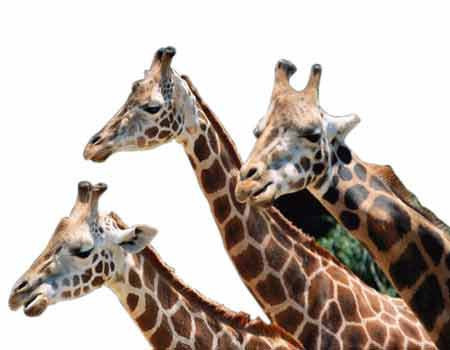 Hayvanların ilginç dünyası - Resim: 3