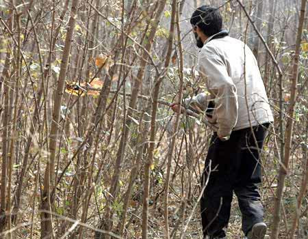 Ayı, adamı böyle parçaladı - Resim: 1