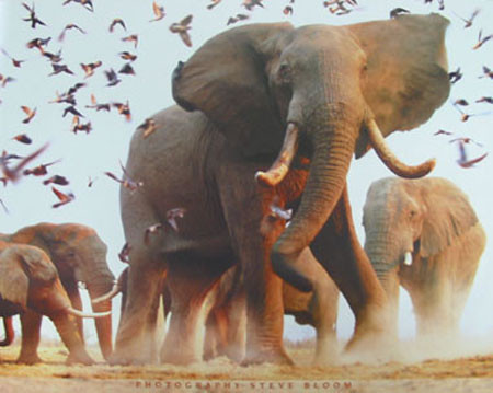 Vahşi yaşamdan büyüleyici kareler - Resim: 3