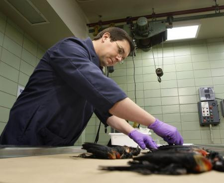 Ölü kuşlar neyin habercisi? - Resim: 2