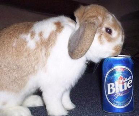 Bu hayvanlar içince sapıtıyor! - Resim: 2