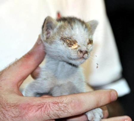 Yavru kedilerin gözlerini yapıştırdılar - Resim: 1