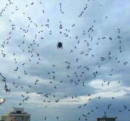 Vahşi doğanın acımasız yüzü - Resim: 1