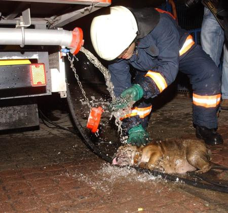 Pet shopta can pazarı! - Resim: 4