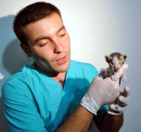 Yavru kedilerin gözlerini yapıştırdılar - Resim: 3