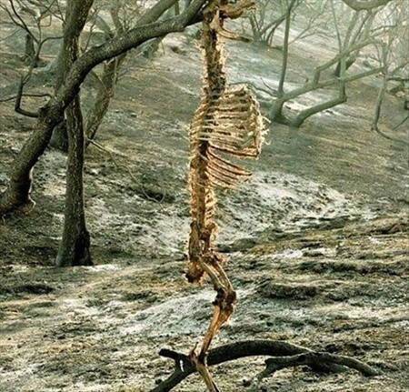 Vahşi doğanın acımasız yüzü - Resim: 2