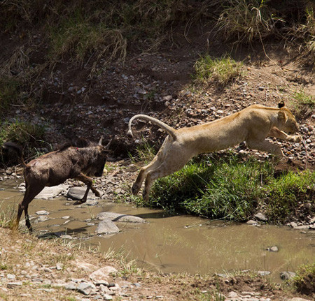 Hayatta kalmak için öldürüyorlar - Resim: 2