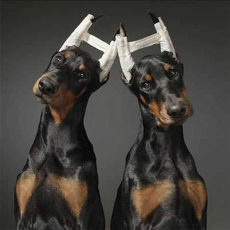 Bunlar nasıl köpek? - Resim: 2