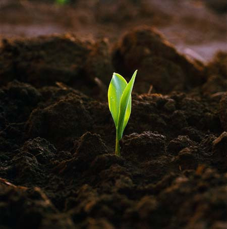 Yeniden dirilişin sırrı - Resim: 4