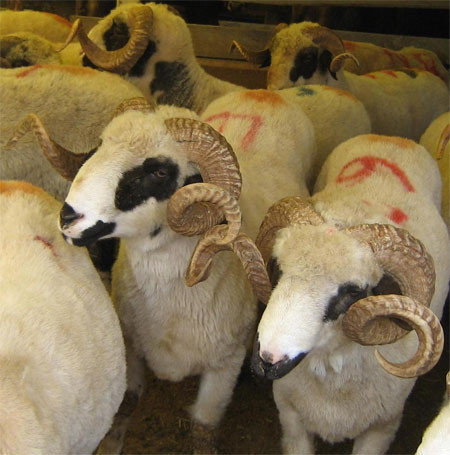 Kurban etiyle ilgili gerçekler - Resim: 2