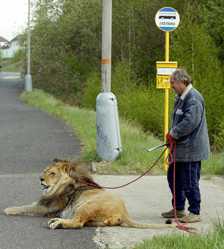 Sıradışı evcil hayvanlar - Resim: 2