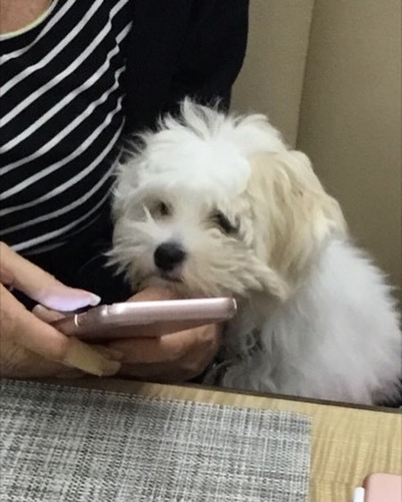 Ünlü sanatçı   50 bin dolara köpeğini klonlattı - Resim: 1