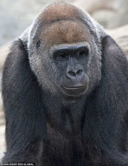 Yavru goril böyle doğdu - Resim: 1
