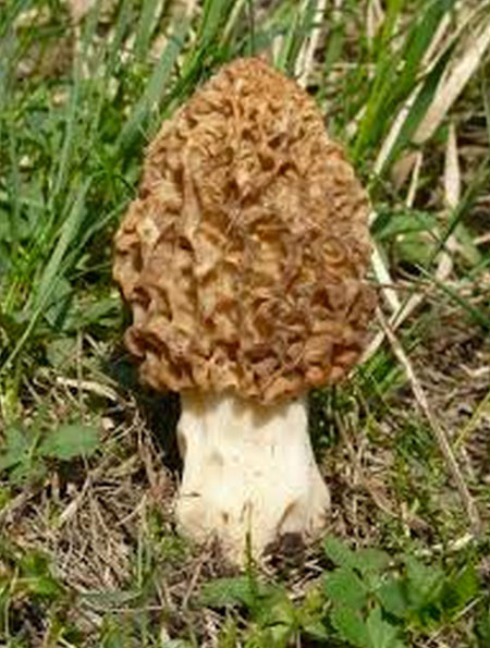 Kuzu Göbeği Mantarı faydaları şaşırtıcı - Resim: 3