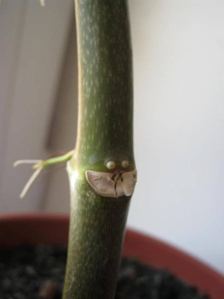 Sizce bu fotoğrafta ne var? - Resim: 4