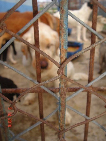 Bu görüntüler kan donduracak! - Resim: 3