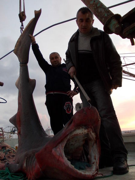 Marmara Denizi'nde Jaws paniği! - Resim: 1