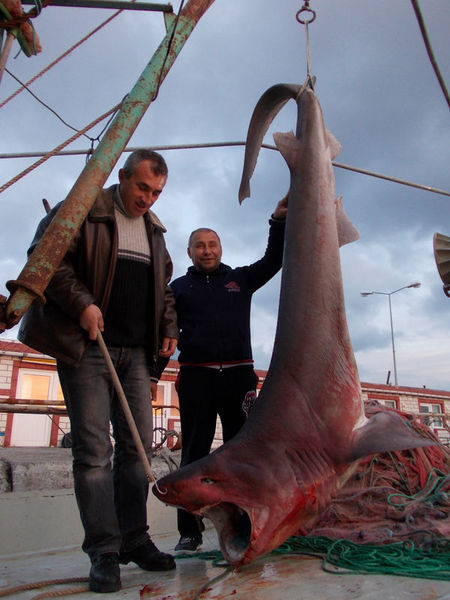 Marmara Denizi'nde Jaws paniği! - Resim: 2