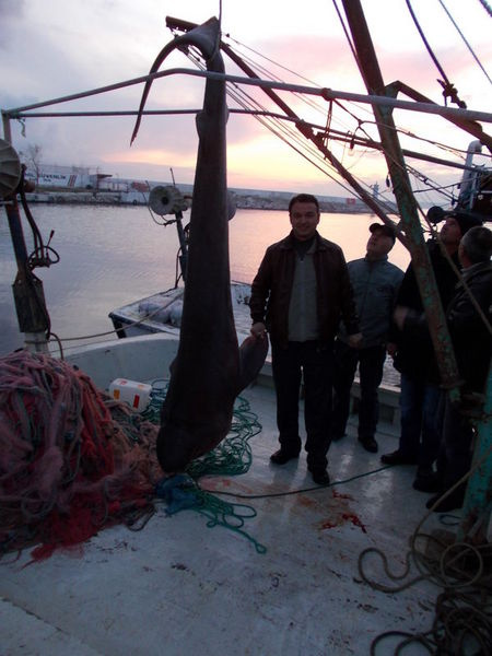 Marmara Denizi'nde Jaws paniği! - Resim: 3