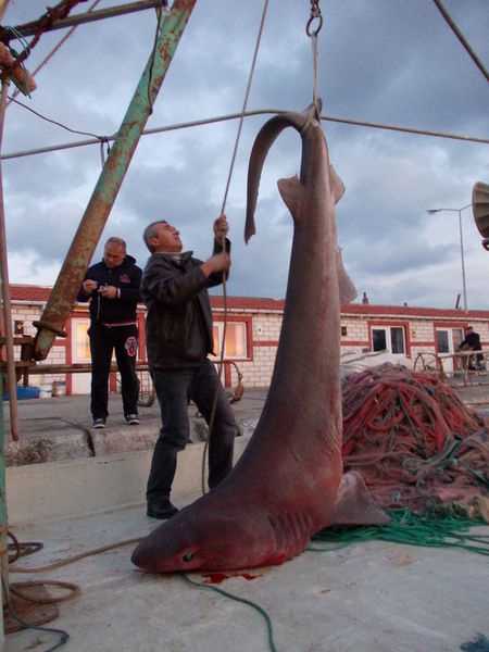 Marmara Denizi'nde Jaws paniği! - Resim: 4