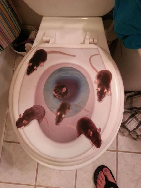 Tuvalet klozetinden çıkanlara bakın - Resim: 1