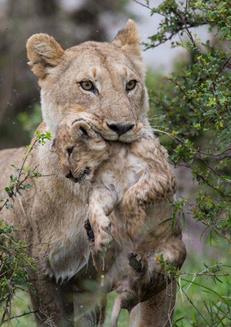 Dişi aslanın nehirle imtihanı - Resim: 4
