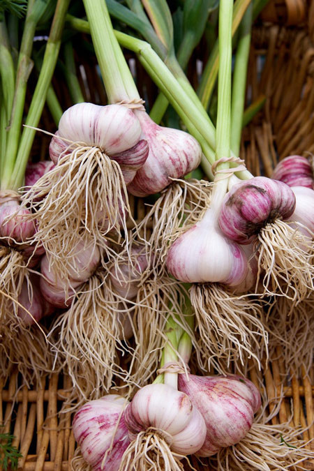 Sarımsağın inanılmaz faydaları! - Resim: 3