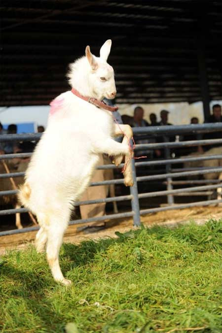 Kurbanlıklar böyle süslendi - Resim: 1
