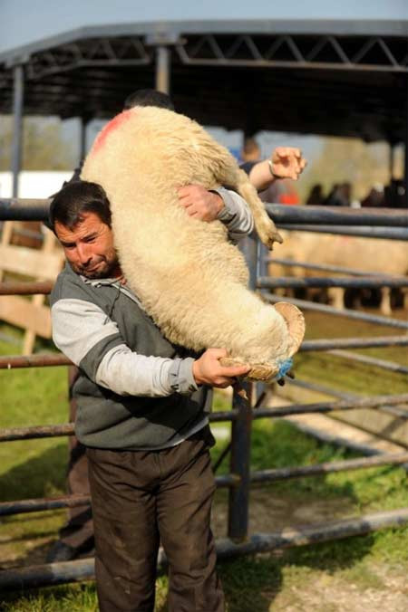 Kurbanlıklar böyle süslendi - Resim: 2
