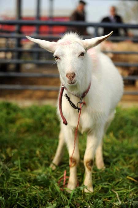 Kurbanlıklar böyle süslendi - Resim: 3