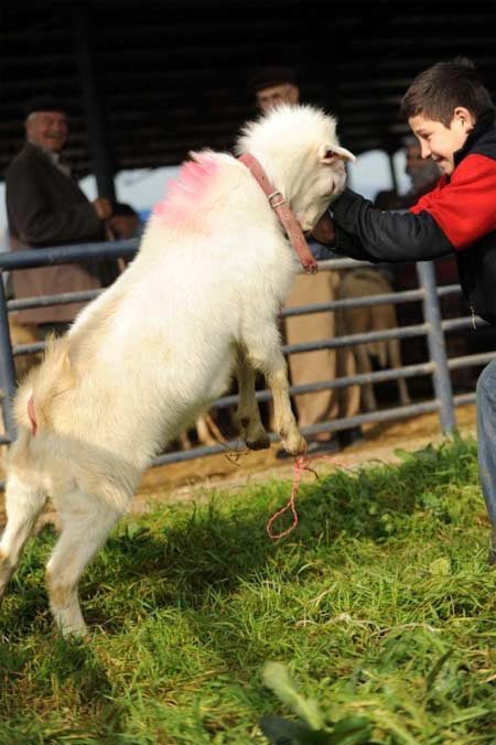 Kurbanlıklar böyle süslendi - Resim: 4