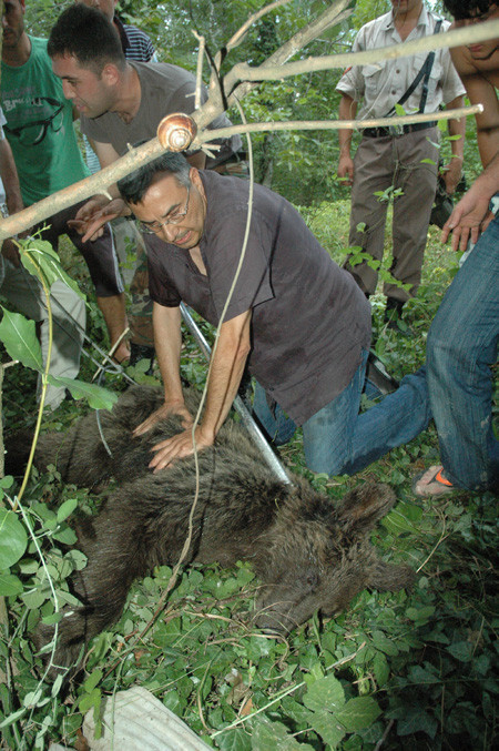 Sakarya'da ayı kurtarma operasyonu - Resim: 4