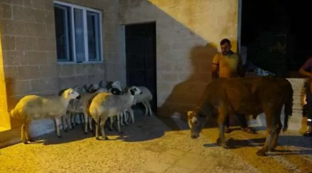 Mardinli vatandaş Cumhurbaşkanı Erdoğan için 11 kurban kestirdi - Resim: 0