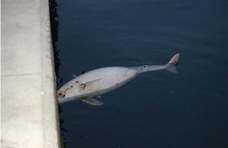 Bunu yapan insan olamaz... - Resim: 4