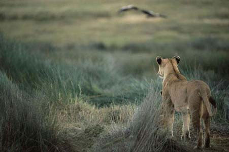 İnanılmaz avın görüntüleri! - Resim: 1
