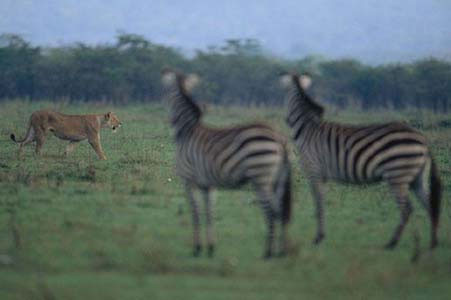 İnanılmaz avın görüntüleri! - Resim: 2