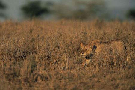 İnanılmaz avın görüntüleri! - Resim: 3