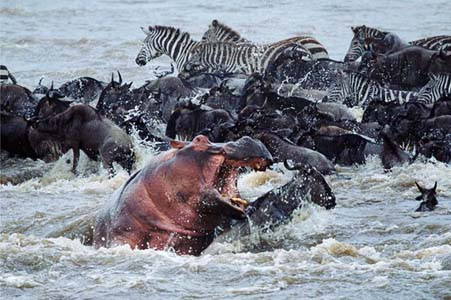 En iyi vahşi yaşam fotoğrafları - Resim: 4