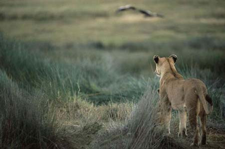 Aslan Zebra'yı böyle avladı! - Resim: 1