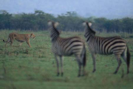 Aslan Zebra'yı böyle avladı! - Resim: 2