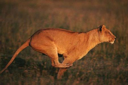 Aslan Zebra'yı böyle avladı! - Resim: 4