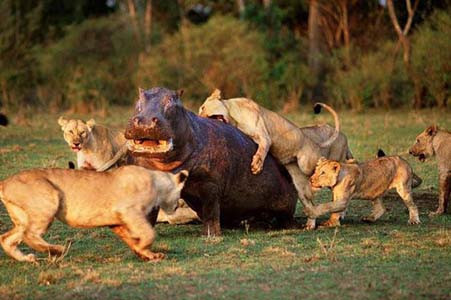 İşte doğadaki canlıların en vahşi halleri! - Resim: 1