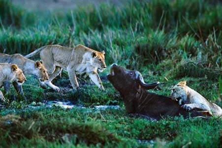 İşte doğadaki canlıların en vahşi halleri! - Resim: 3